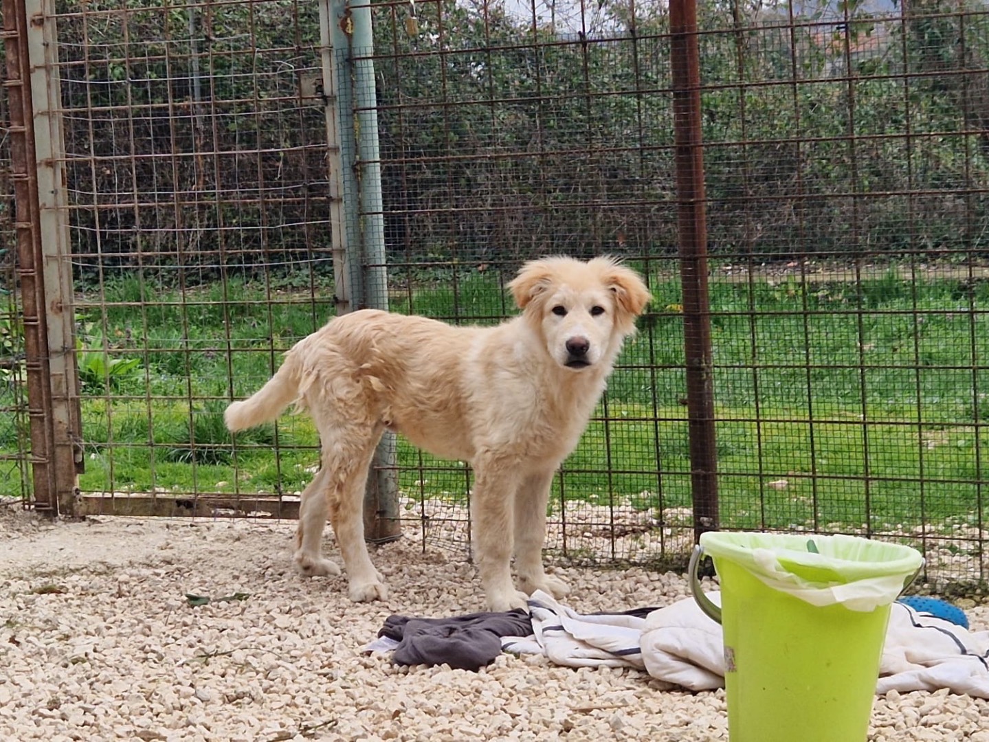 Adotta un cane, maschio, 6 mesi, Frosinone