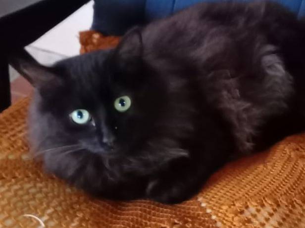 Adozione gatto, femmina, Razza sconosciuta Razza sconosciuta, 5 mesi, taglia non valida, Bologna