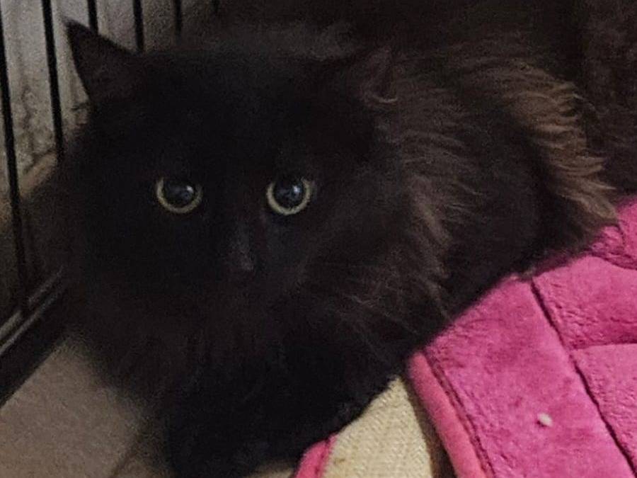 Adotta un gatto, femmina, 5 mesi, Bologna