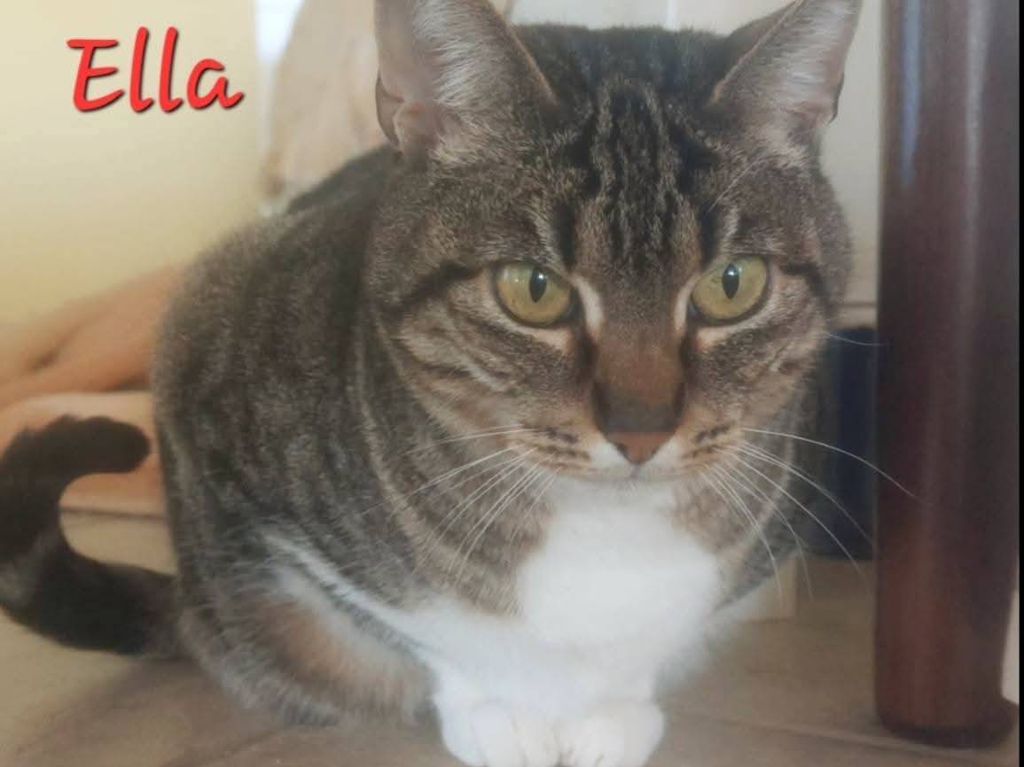 Adotta un gatto, femmina, 2 anni e 9 mesi, Forl