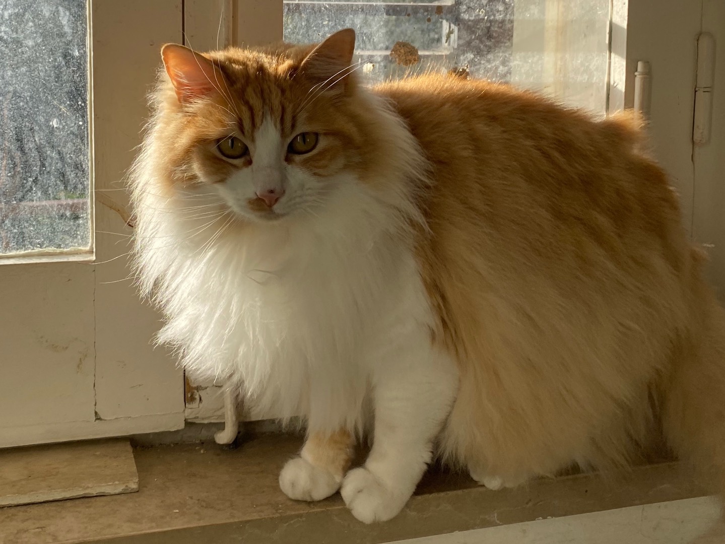 Adotta un gatto, maschio, 4 anni e 9 mesi, Teramo