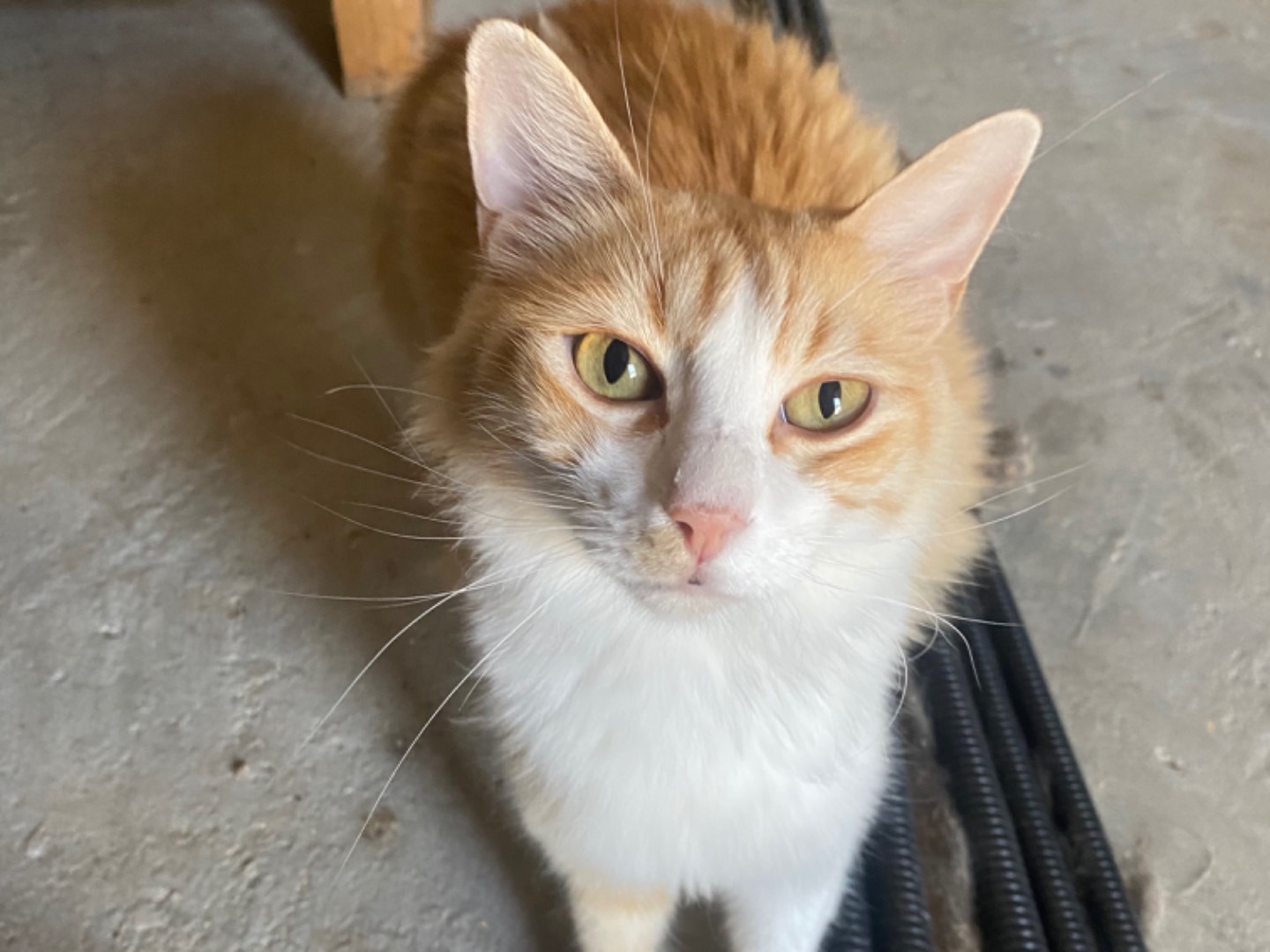 Adotta un gatto, taglia non valida, maschio, Teramo