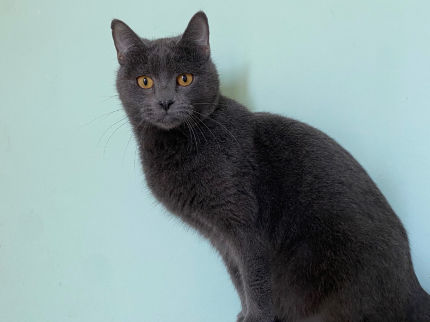 Adozione gatto, maschio, Razza sconosciuta Razza sconosciuta, 4 anni e 9 mesi, taglia non valida, Terni