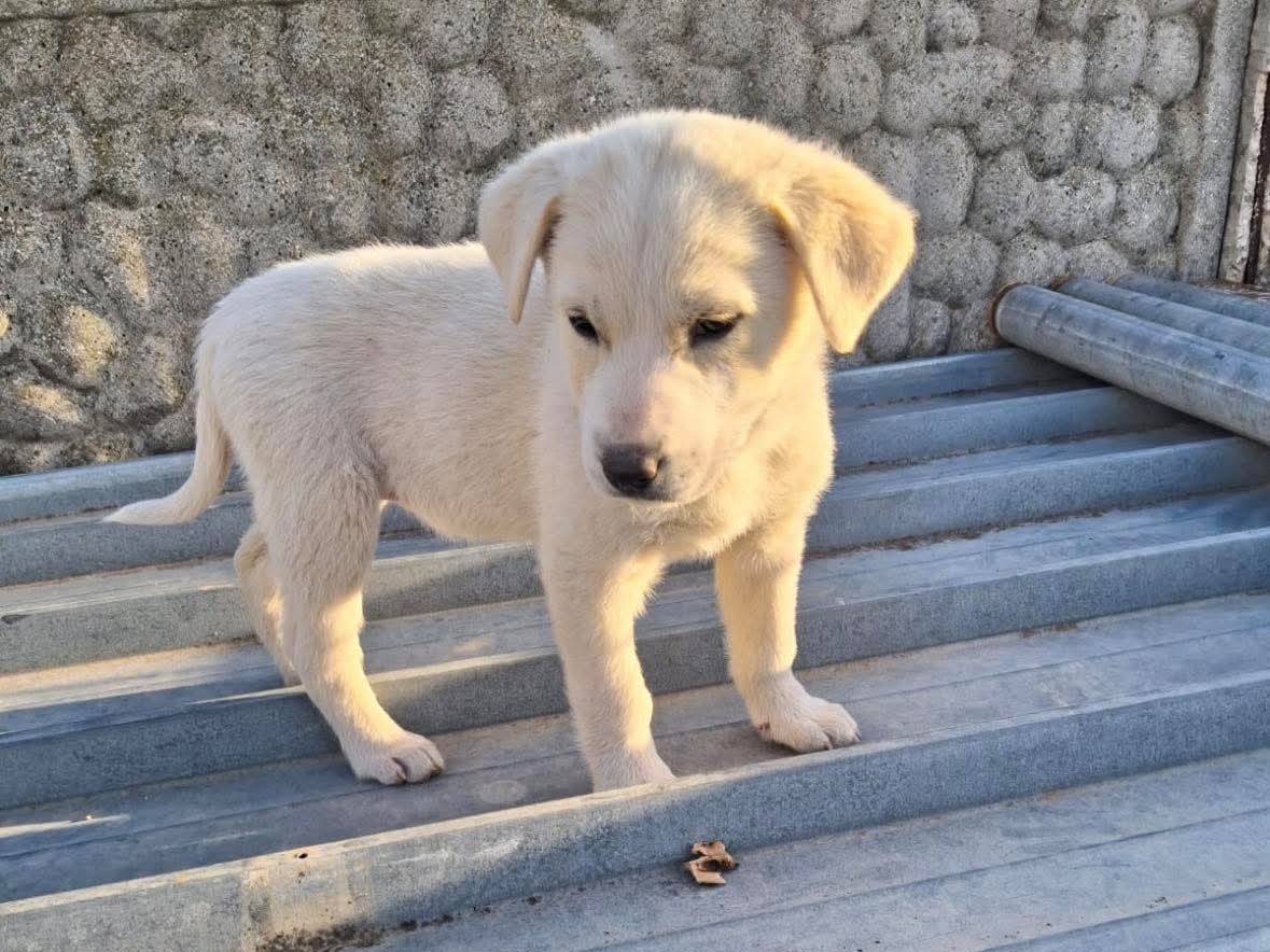 Adozione cane, femmina, Razza sconosciuta Razza sconosciuta, 2 mesi, taglia media contenuta, Potenza