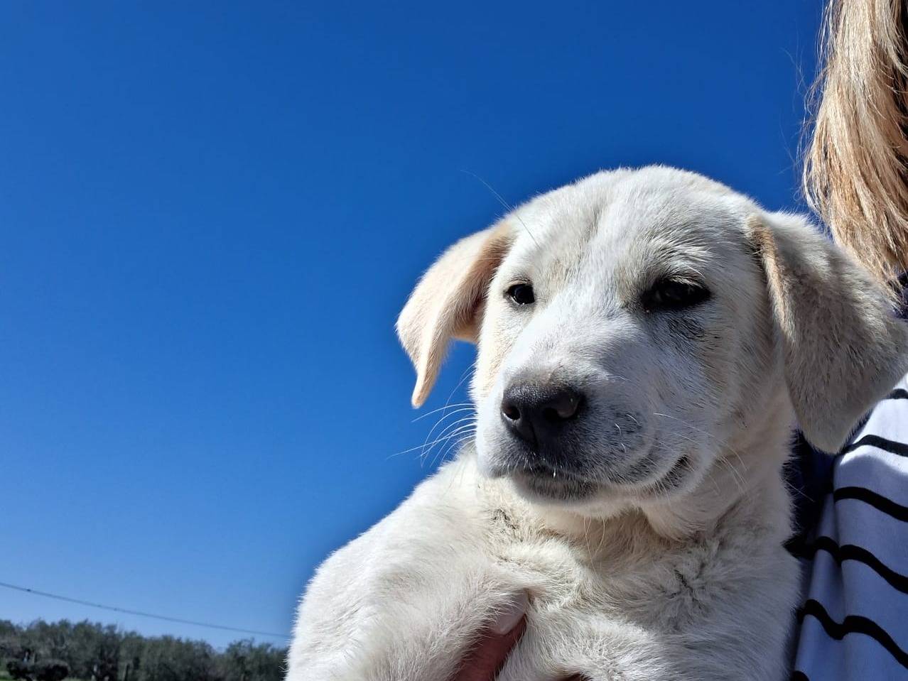 Adotta un cane, femmina, 2 mesi, Potenza