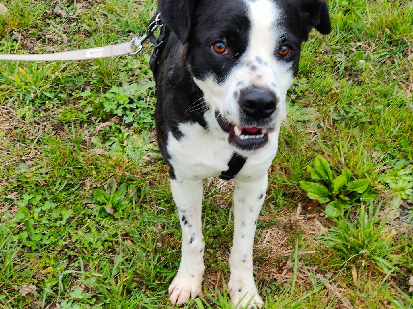 Adozione cane, femmina, Boxer Razza sconosciuta, 1 anno e 1 mese, taglia media, Cuneo