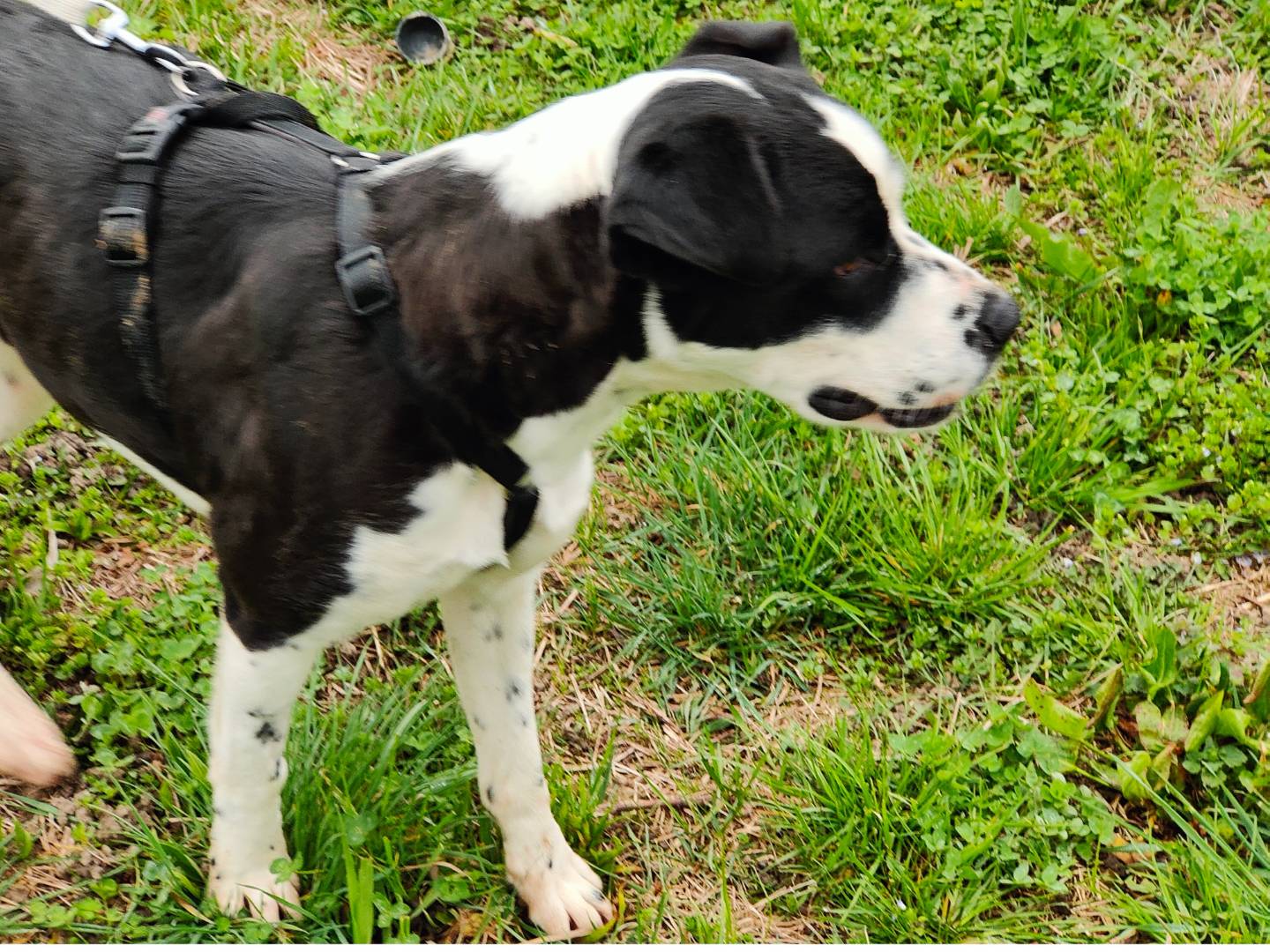 Adotta un cane, taglia media, femmina, Cuneo
