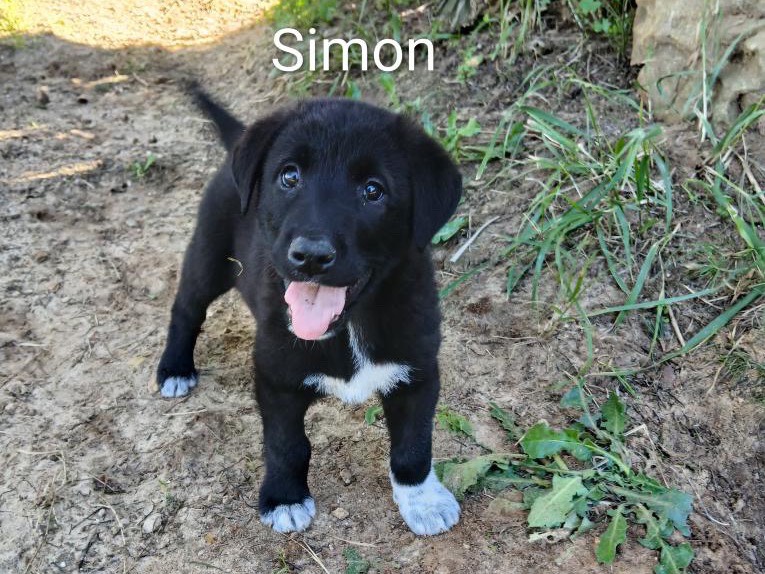 Adozione cane, maschio, Razza sconosciuta Razza sconosciuta, 1 mesi, taglia media, Agrigento