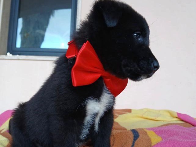 Vuoi adottare un cane a Agrigento?