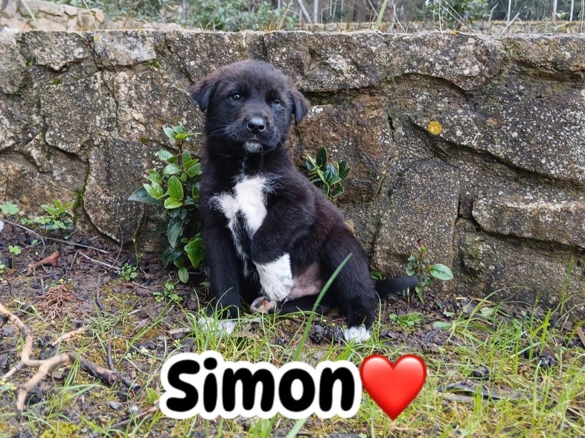 Adotta il cane Simon a Agrigento