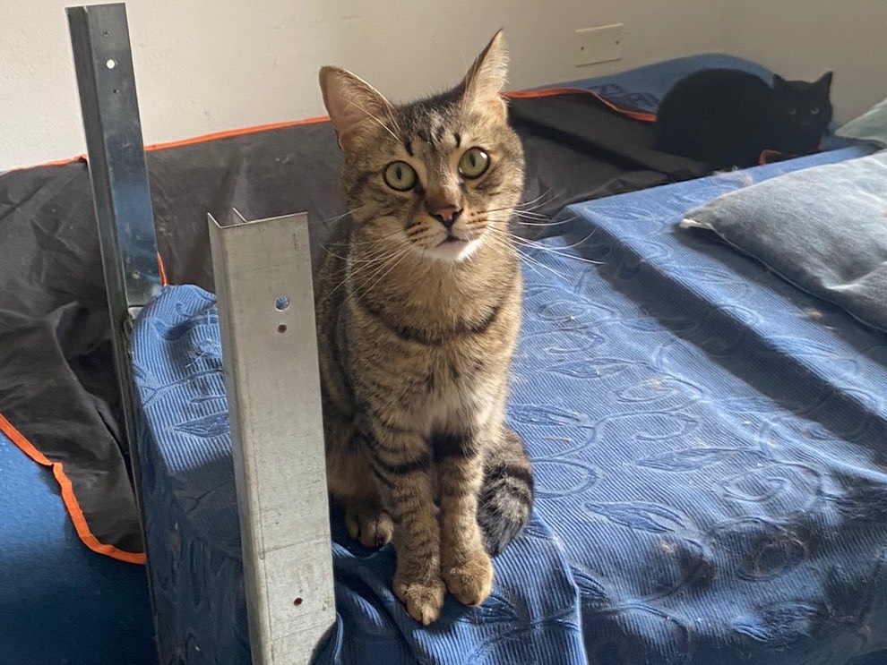 Adotta un gatto, maschio, 3 anni e 1 mese, Teramo