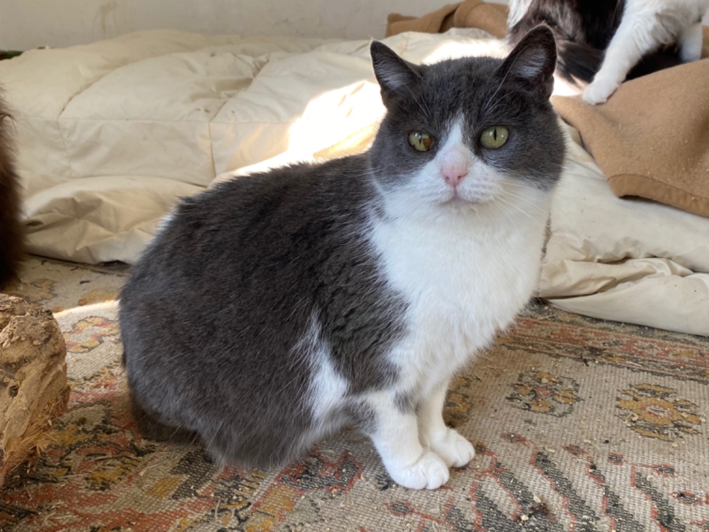 Adozione gatto, femmina, Razza sconosciuta Razza sconosciuta, 8 anni e 1 mese, taglia non valida, Teramo