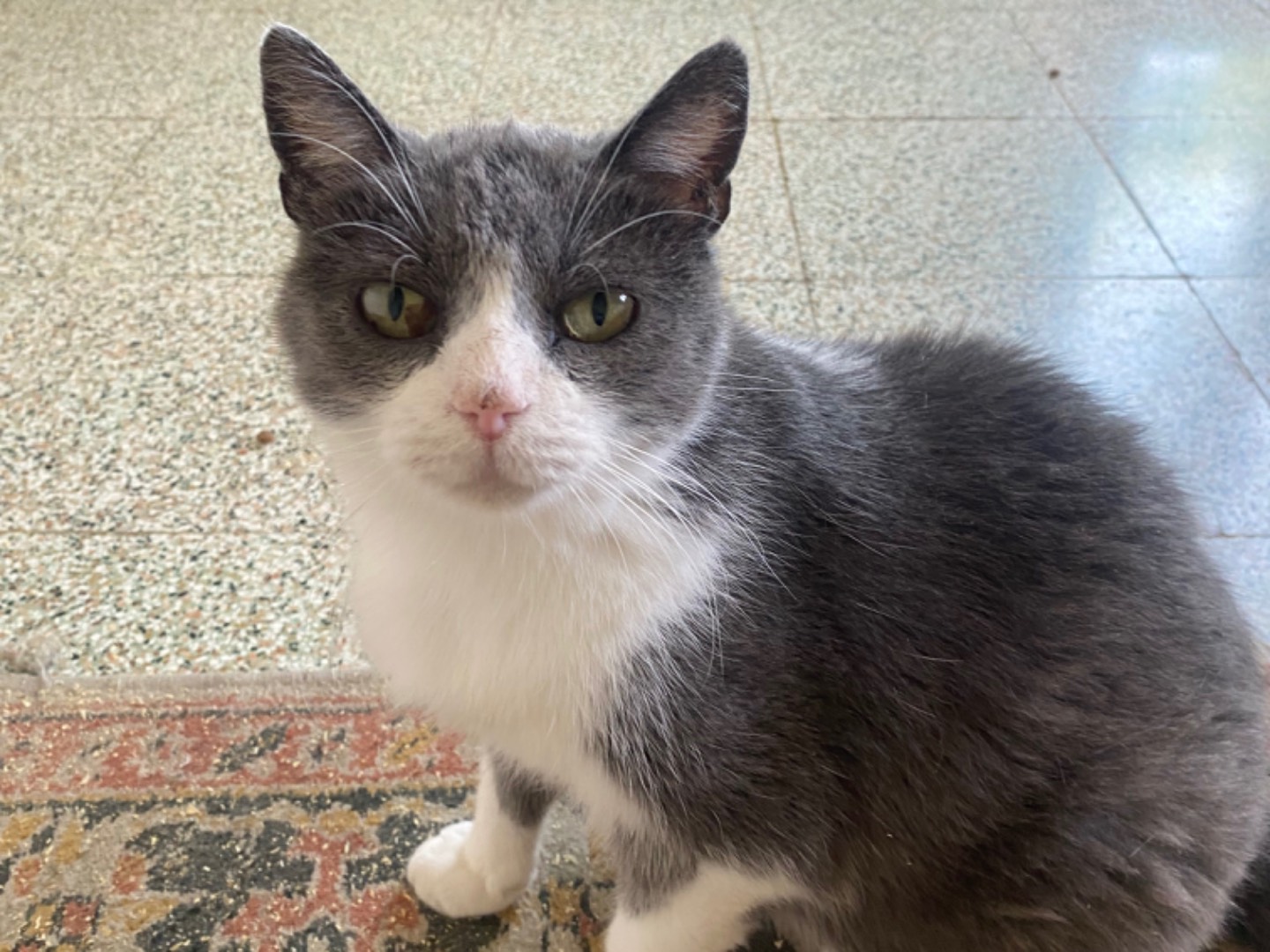 Adotta un gatto, taglia non valida, femmina, Teramo