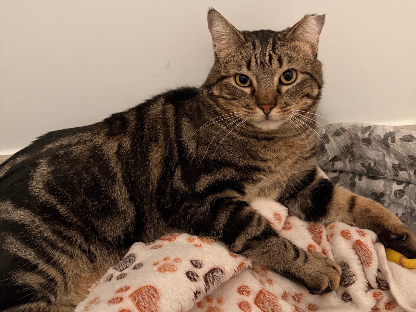 Adozione gatto, maschio, Razza sconosciuta Razza sconosciuta, 3 anni e 1 mese, taglia non valida, Potenza