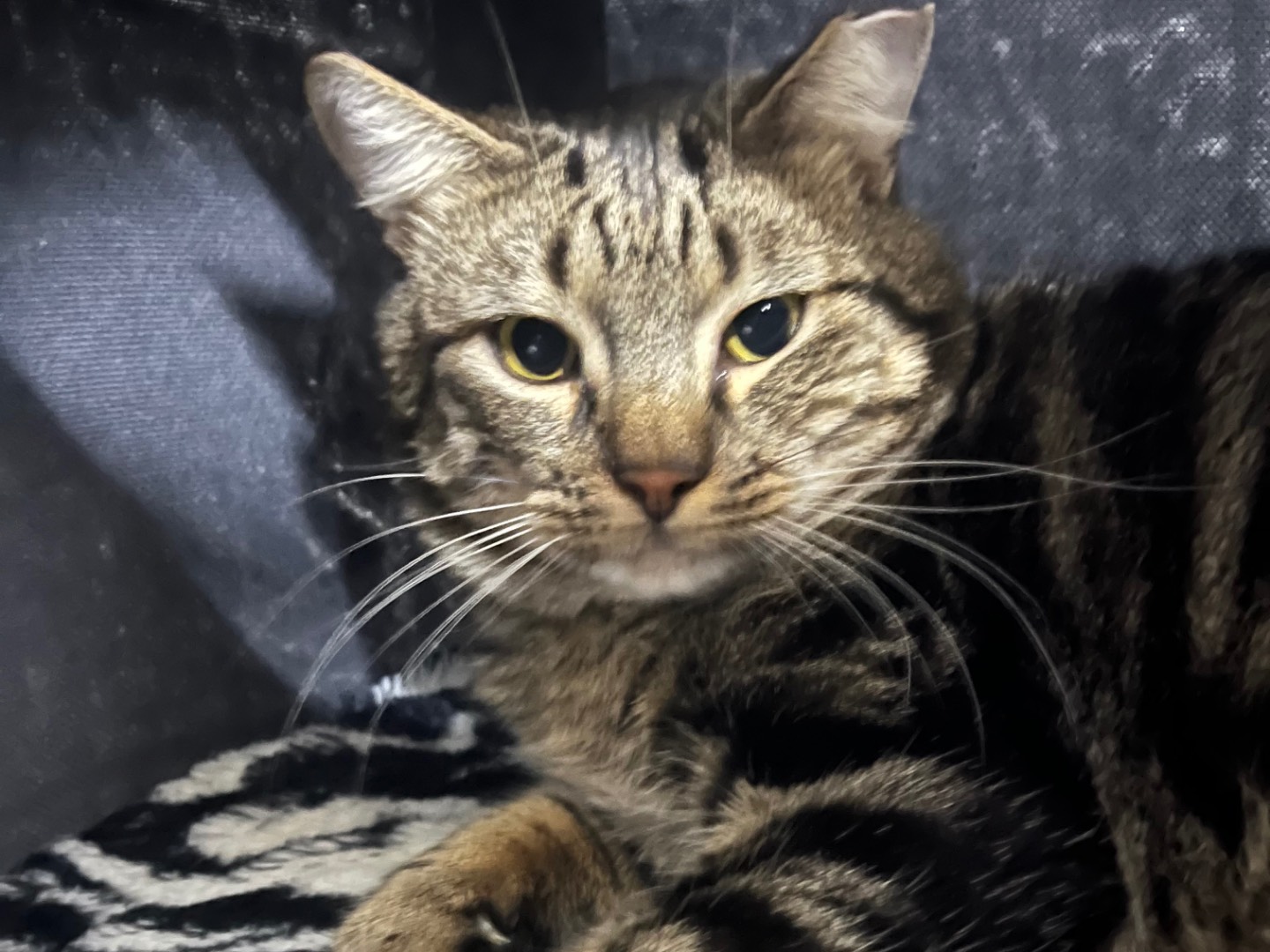 Adotta un gatto, maschio, 3 anni e 1 mese, Potenza