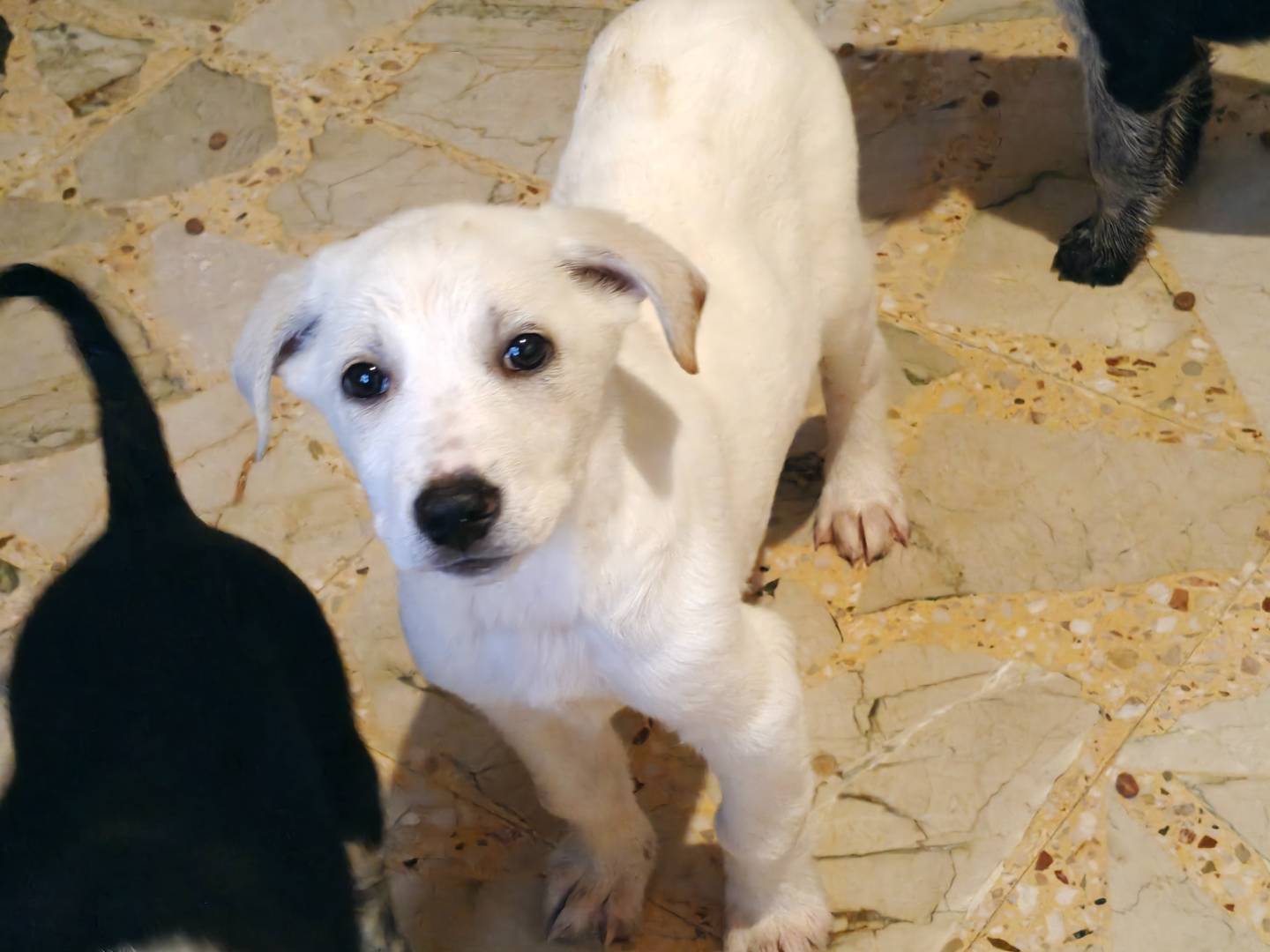 Adotta un cane, femmina, 2 mesi, Trapani