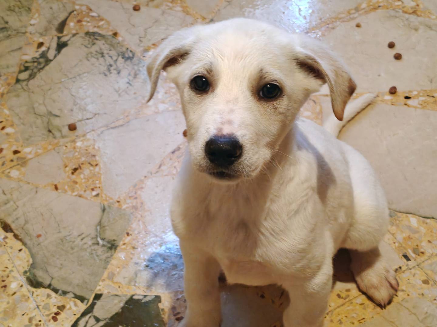 Adotta un cane, taglia piccola, femmina, Trapani