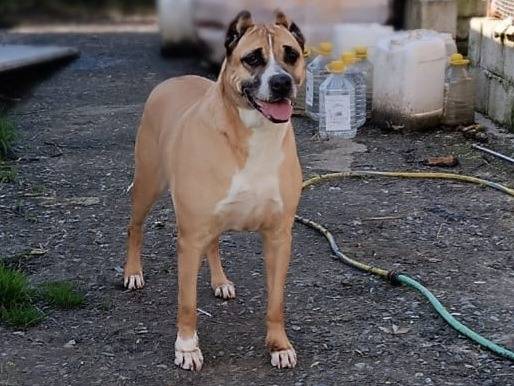 Adozione cane, femmina, Razza sconosciuta Razza sconosciuta, 7 anni e 11 mesi, taglia media, Varese