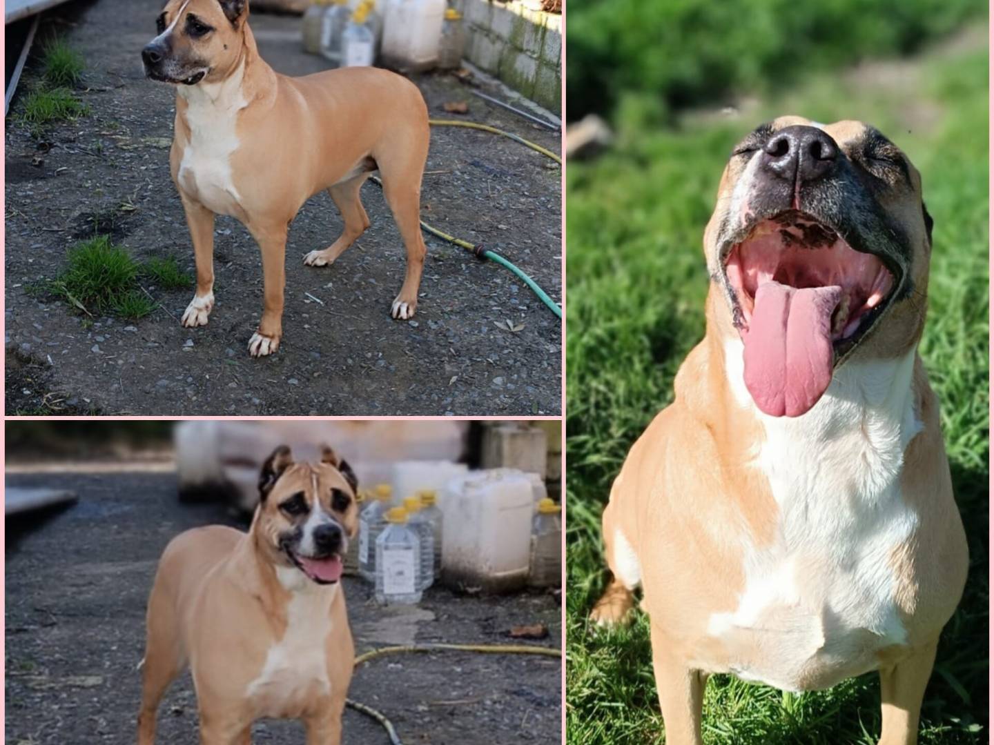 Adotta un cane, taglia media, femmina, Varese