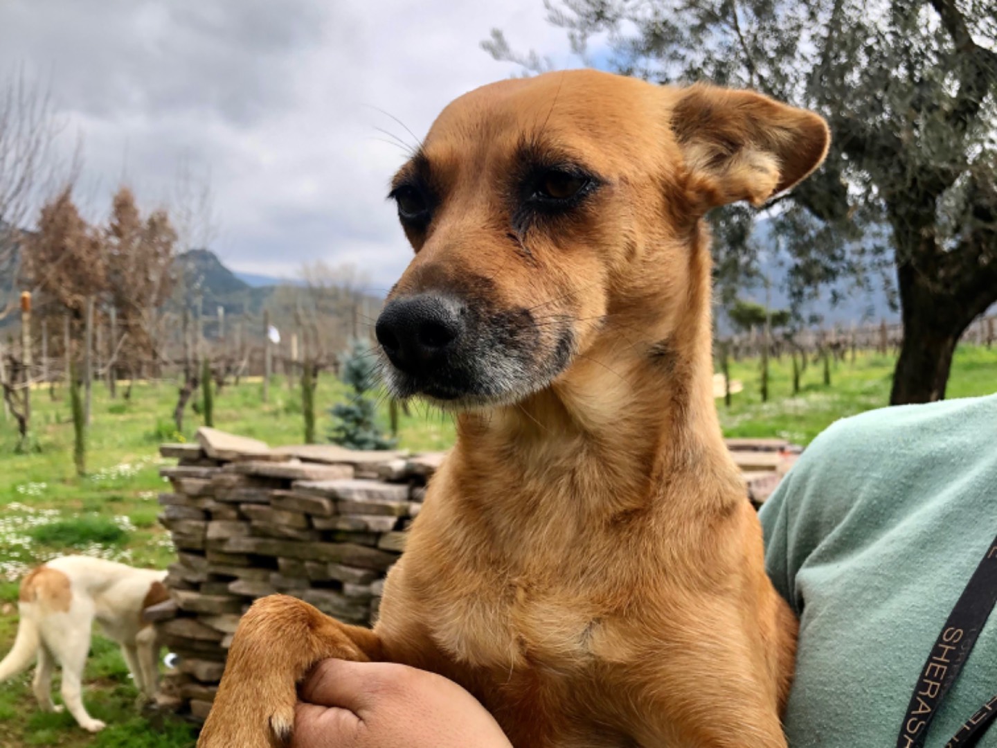 Adotta un cane, femmina, 5 anni e 1 mese, Latina