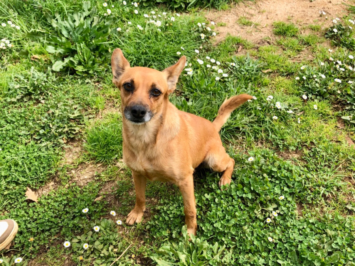 Adotta un cane, taglia media contenuta, femmina, Latina