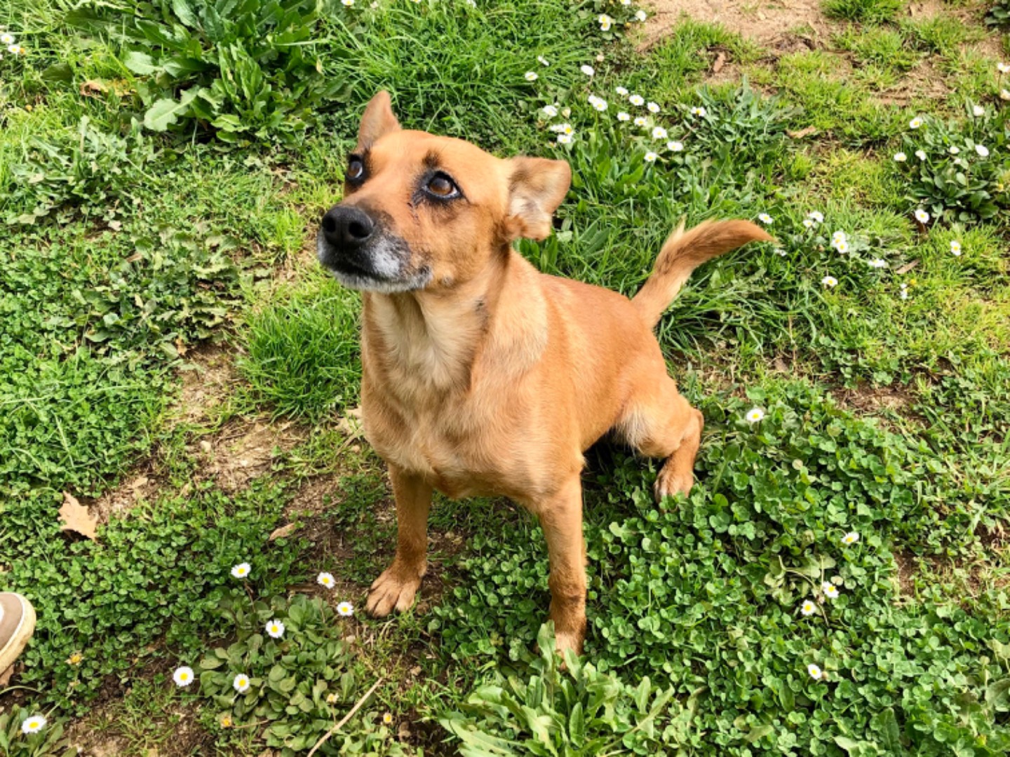 Vuoi adottare un cane a Latina?