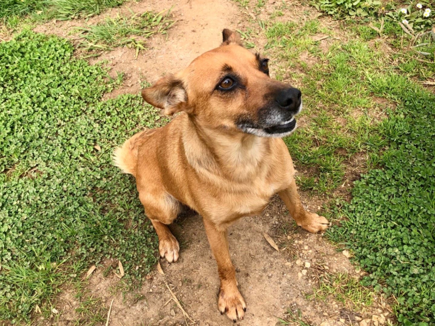 Adotta il cane Cecilia a Latina