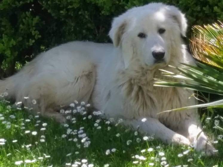 Adozione cane, maschio, Razza sconosciuta Razza sconosciuta, 9 anni e 1 mese, taglia grande, Frosinone