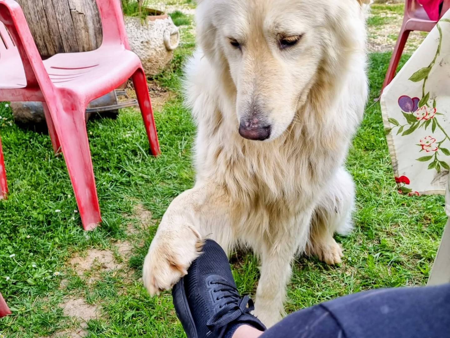 Adotta un cane, maschio, 9 anni e 1 mese, Frosinone