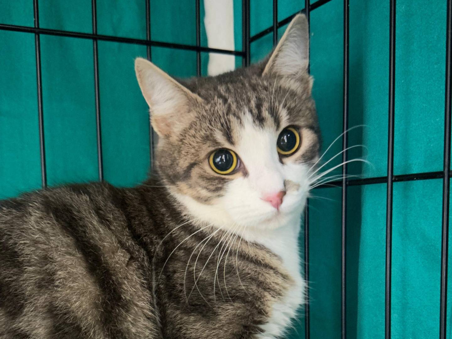 Adozione gatto, maschio, Razza sconosciuta Razza sconosciuta, 6 mesi, taglia non valida, Viterbo