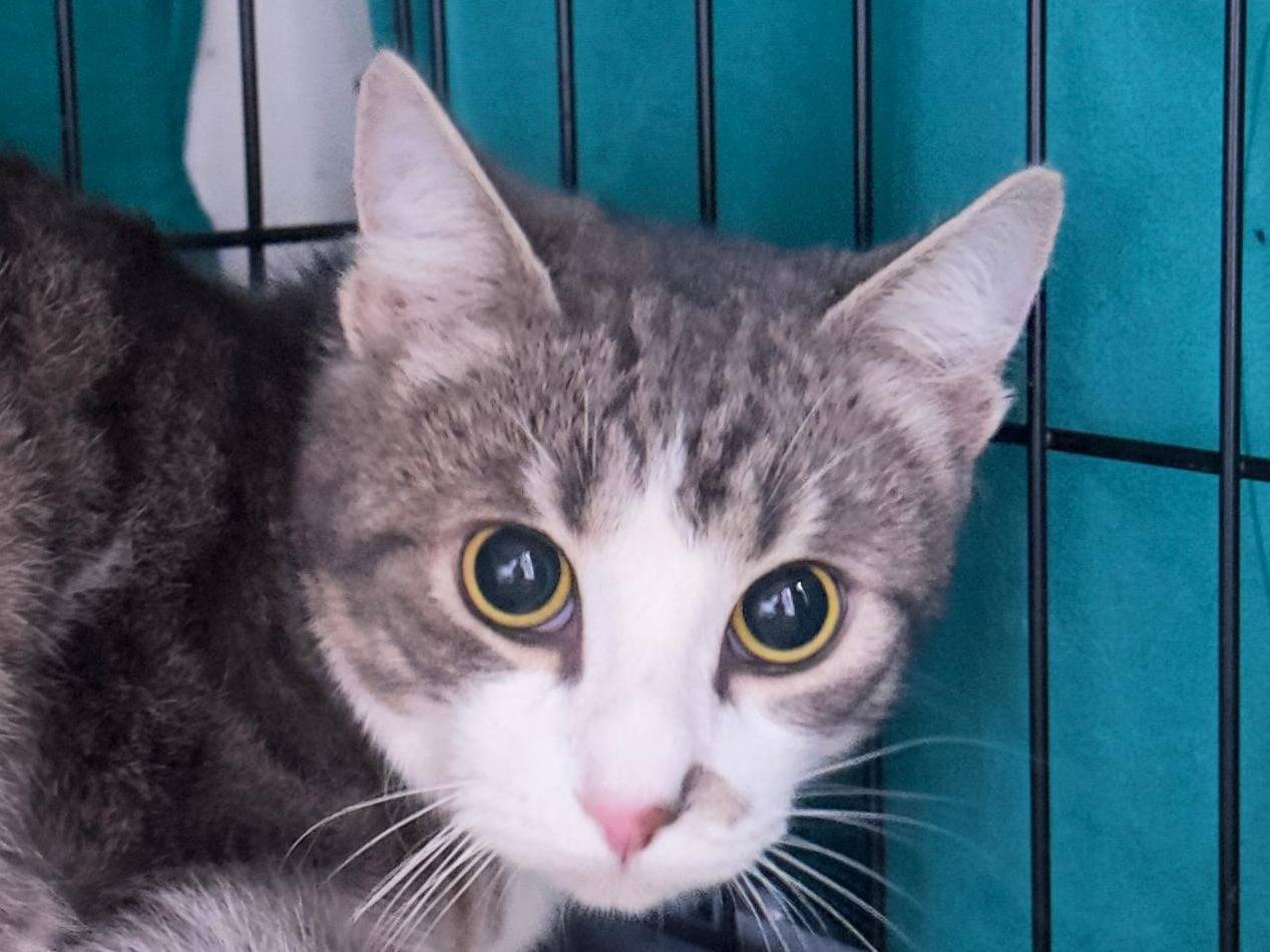 Adotta un gatto, taglia non valida, maschio, Viterbo