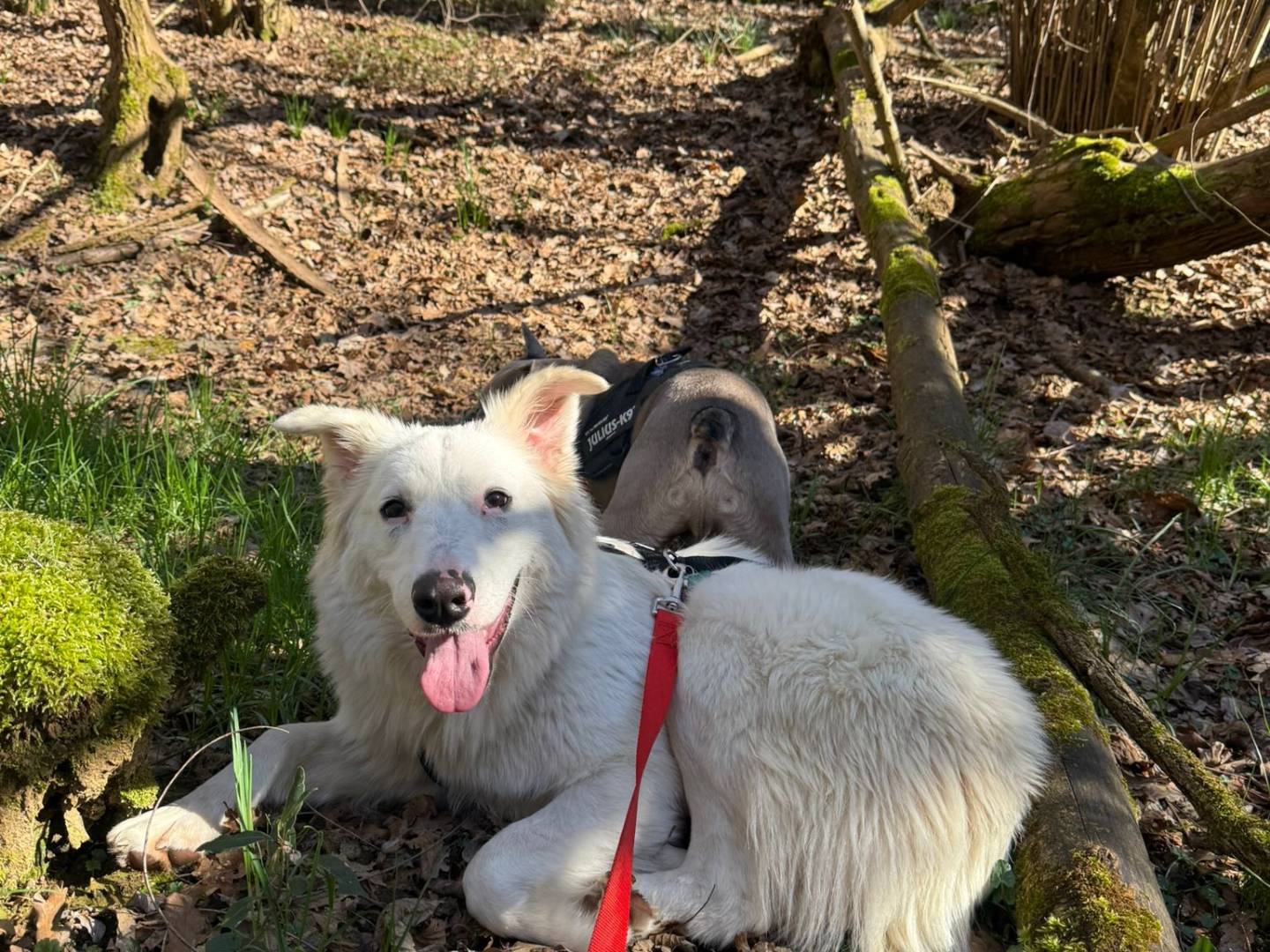 Adozione cane, femmina, Razza sconosciuta Razza sconosciuta, 8 mesi, taglia media, Monza