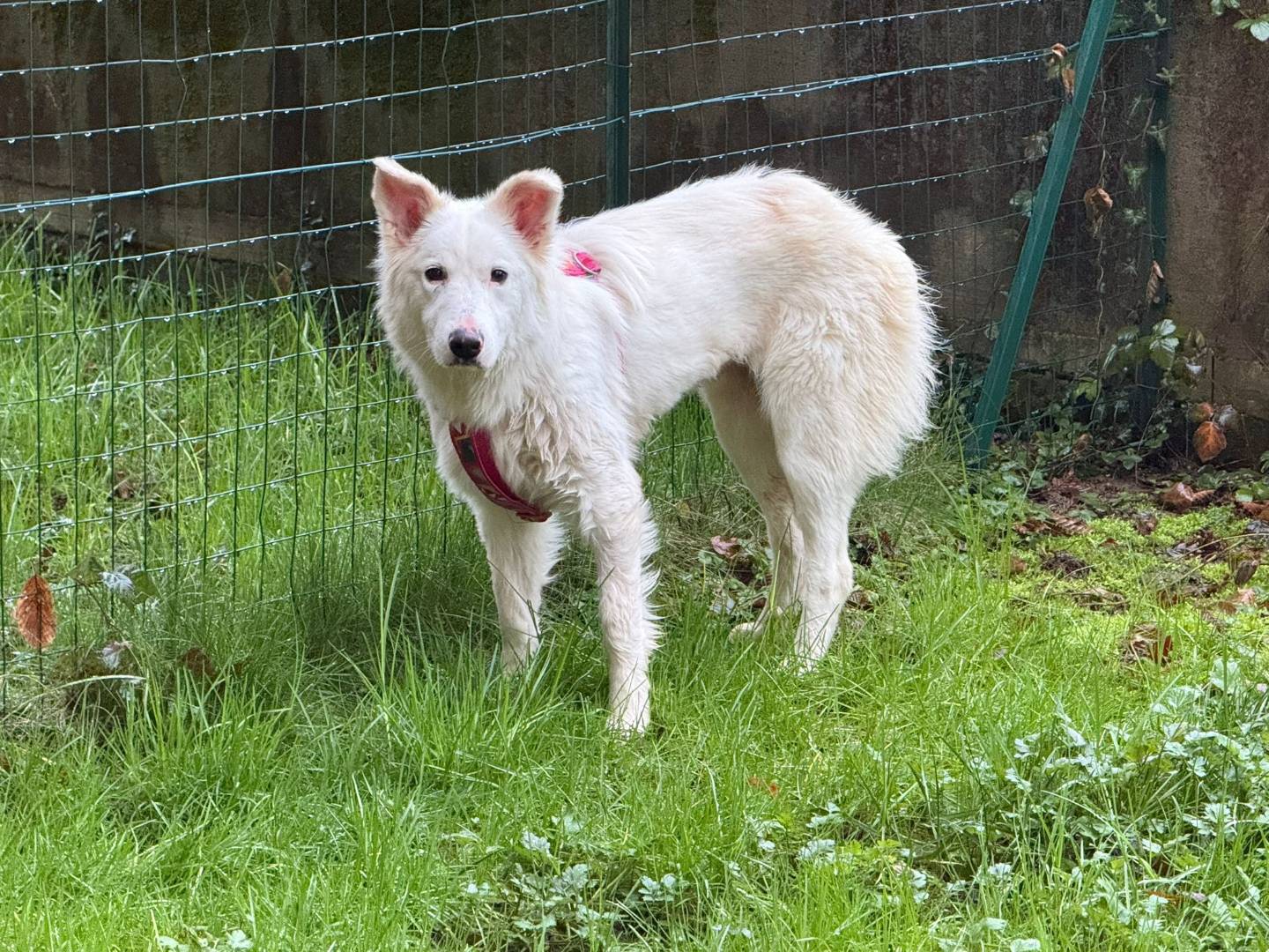 Adotta un cane, femmina, 8 mesi, Monza