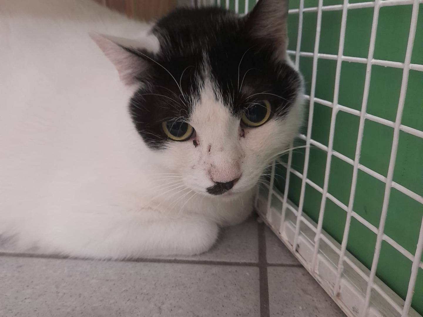 Vuoi adottare un gatto a Lecco?