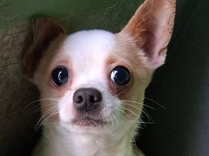 Adozione cane, maschio, Chihuahua Chihuahua, 1 anno e 4 mesi, taglia piccola, Varese