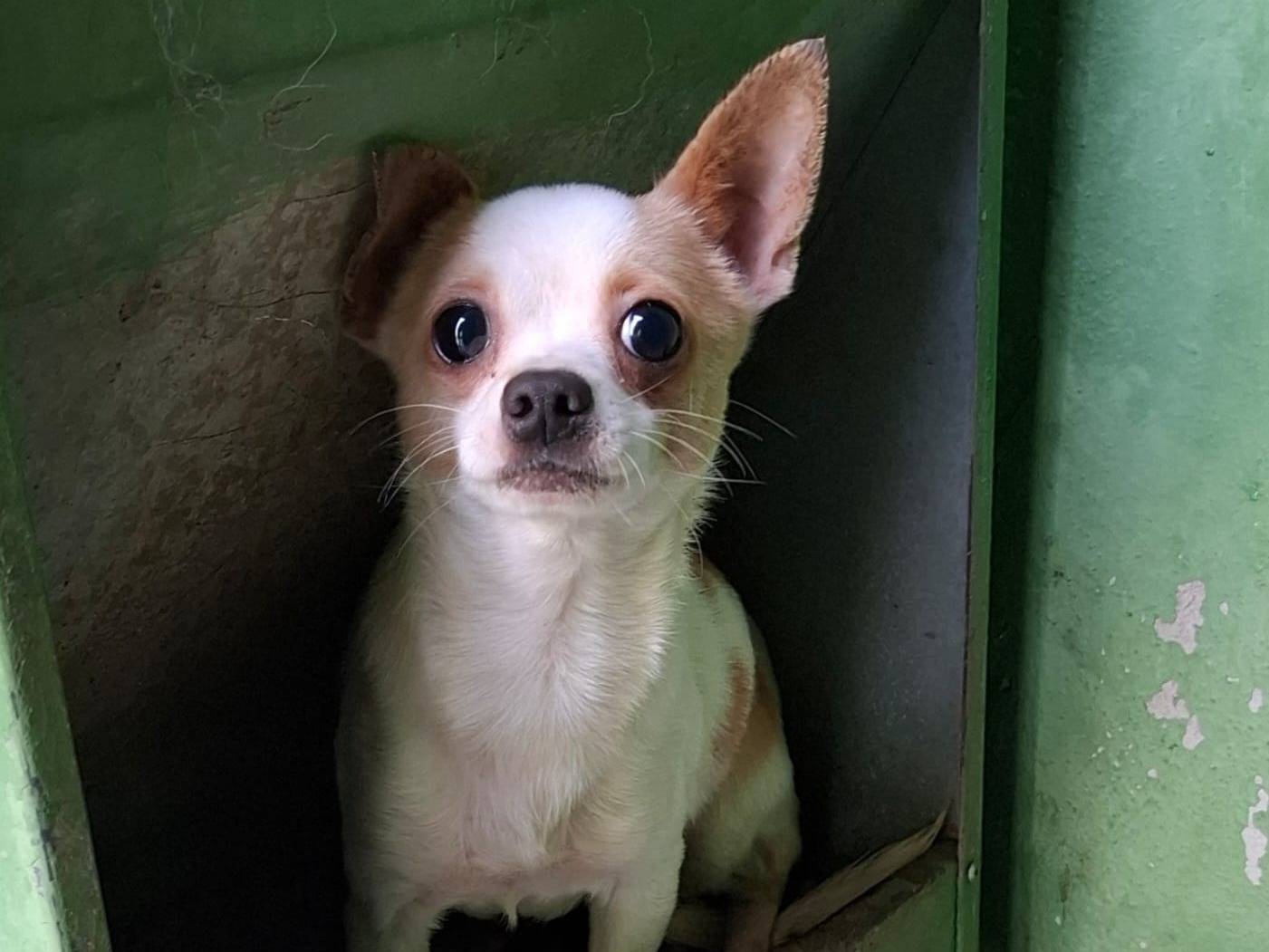 Adotta un cane, maschio, 1 anno e 4 mesi, Varese