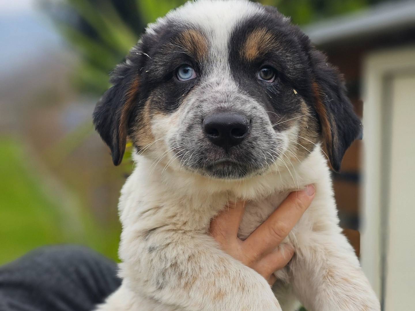 Adozione cane, maschio, Razza sconosciuta Razza sconosciuta, 1 mesi, taglia grande, Napoli