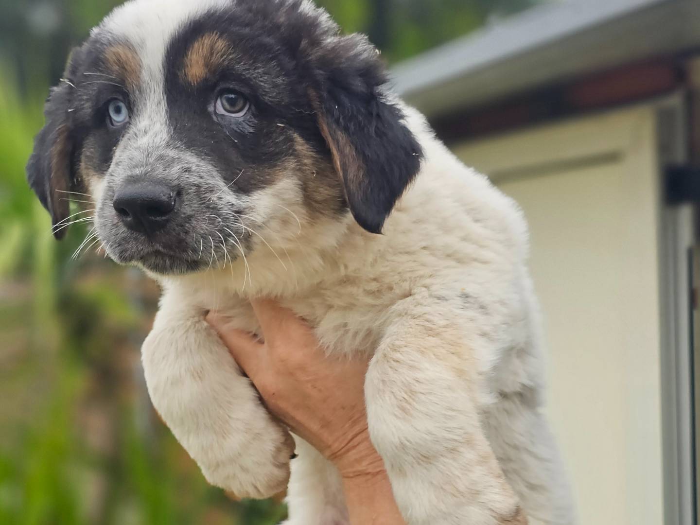 Adotta un cane, maschio, 1 mesi, Napoli