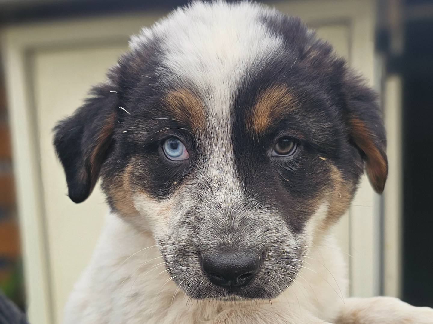 Adotta un cane, taglia grande, maschio, Napoli
