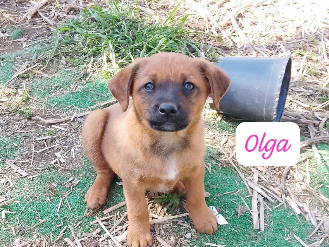 Adozione cane, femmina, Razza sconosciuta Razza sconosciuta, Età non disponibile, taglia media contenuta, Avellino