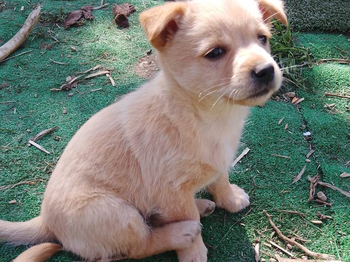 Adozione cane, femmina, Razza sconosciuta Razza sconosciuta, 3 settimane, taglia media contenuta, Avellino