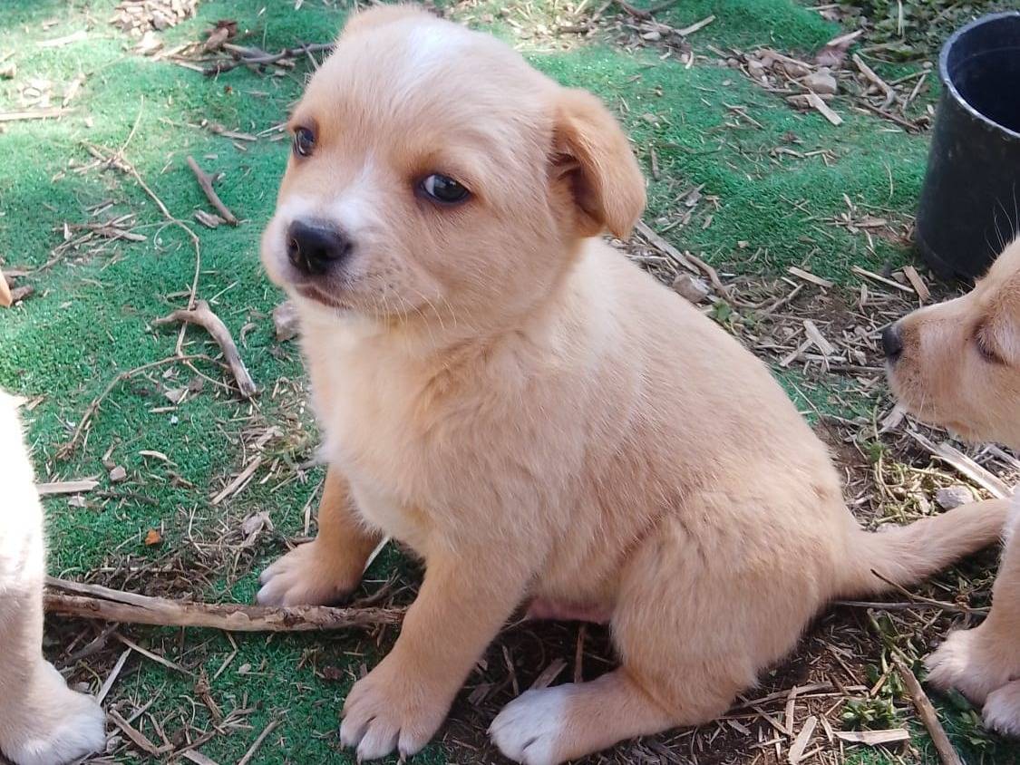 Adozione cane, maschio, Razza sconosciuta Razza sconosciuta, 1 mesi, taglia media contenuta, Avellino