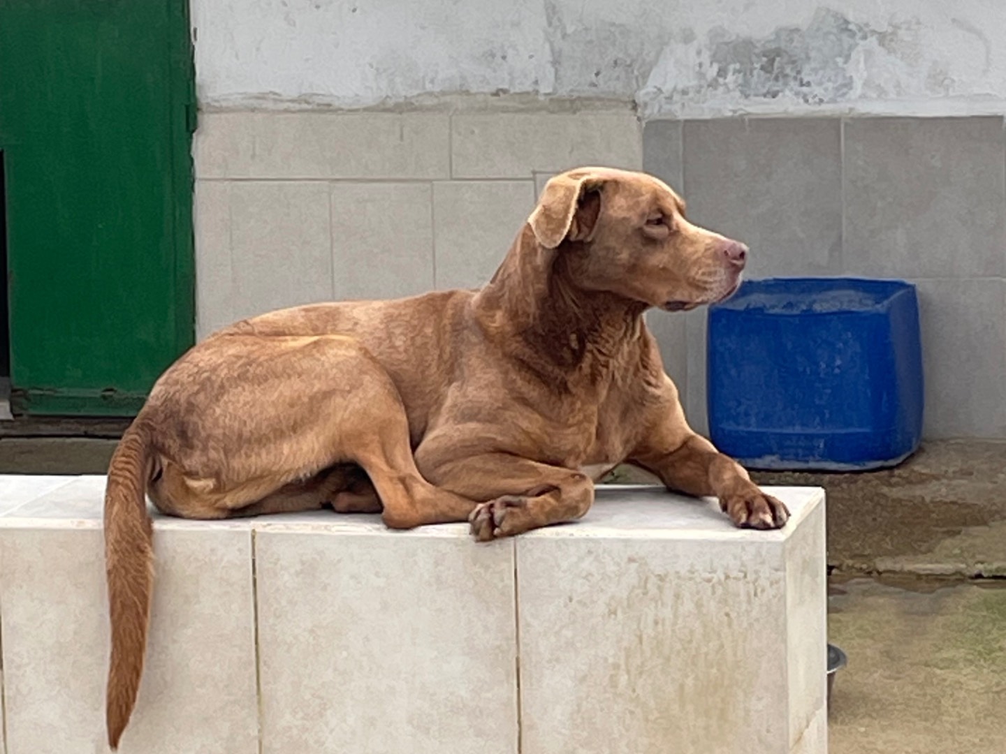 Adozione cane, maschio, Pitbull Razza sconosciuta, 6 anni e 8 mesi, taglia grande, Caserta
