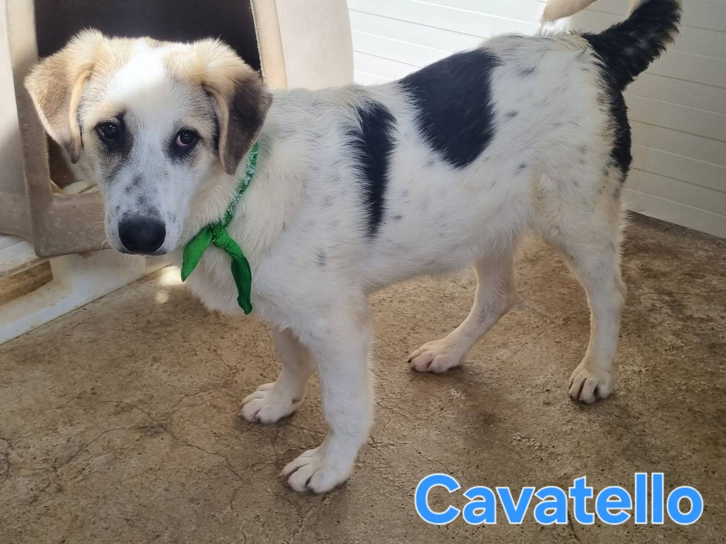 Adotta un cane, taglia media, maschio, Taranto