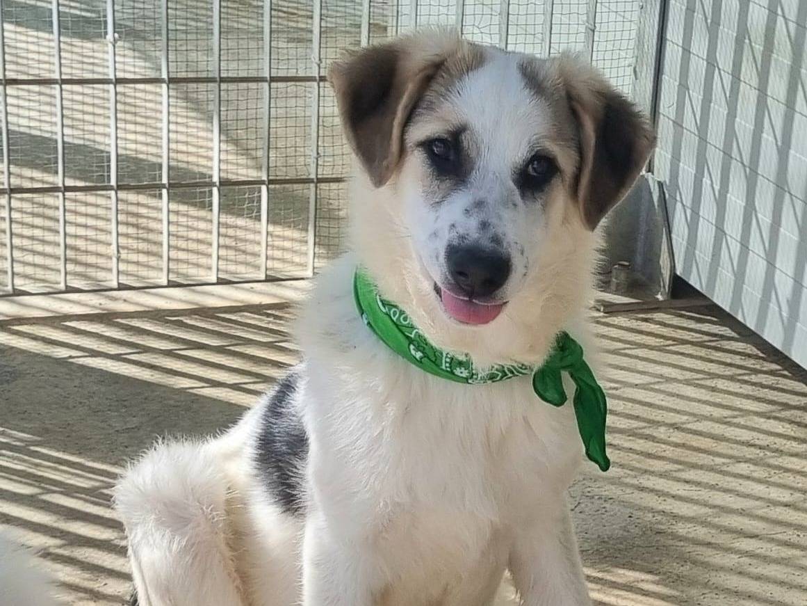 Adotta il cane Cavatello a Taranto