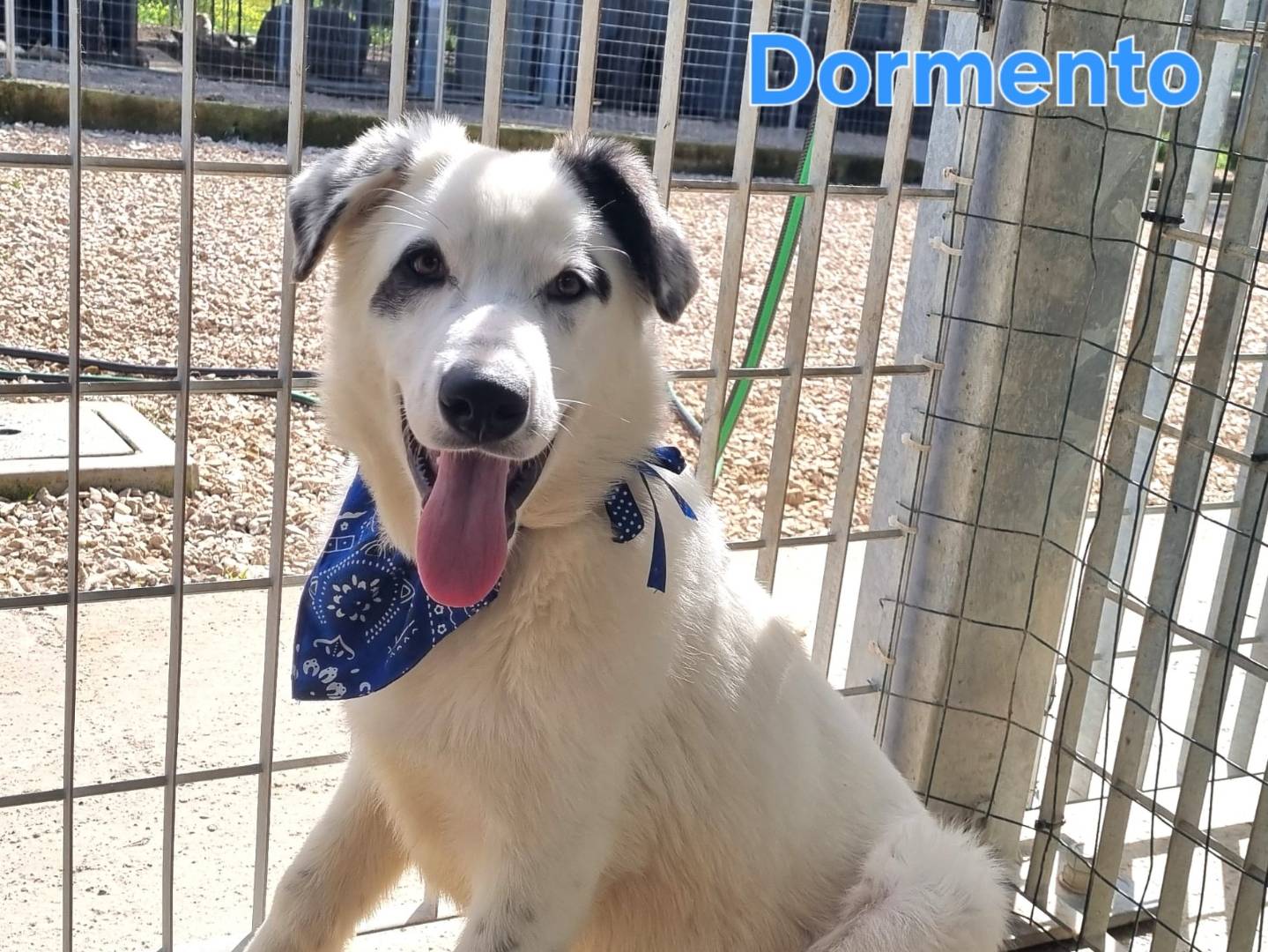 Adozione cane, maschio, Razza sconosciuta Razza sconosciuta, 6 mesi, taglia media, Taranto