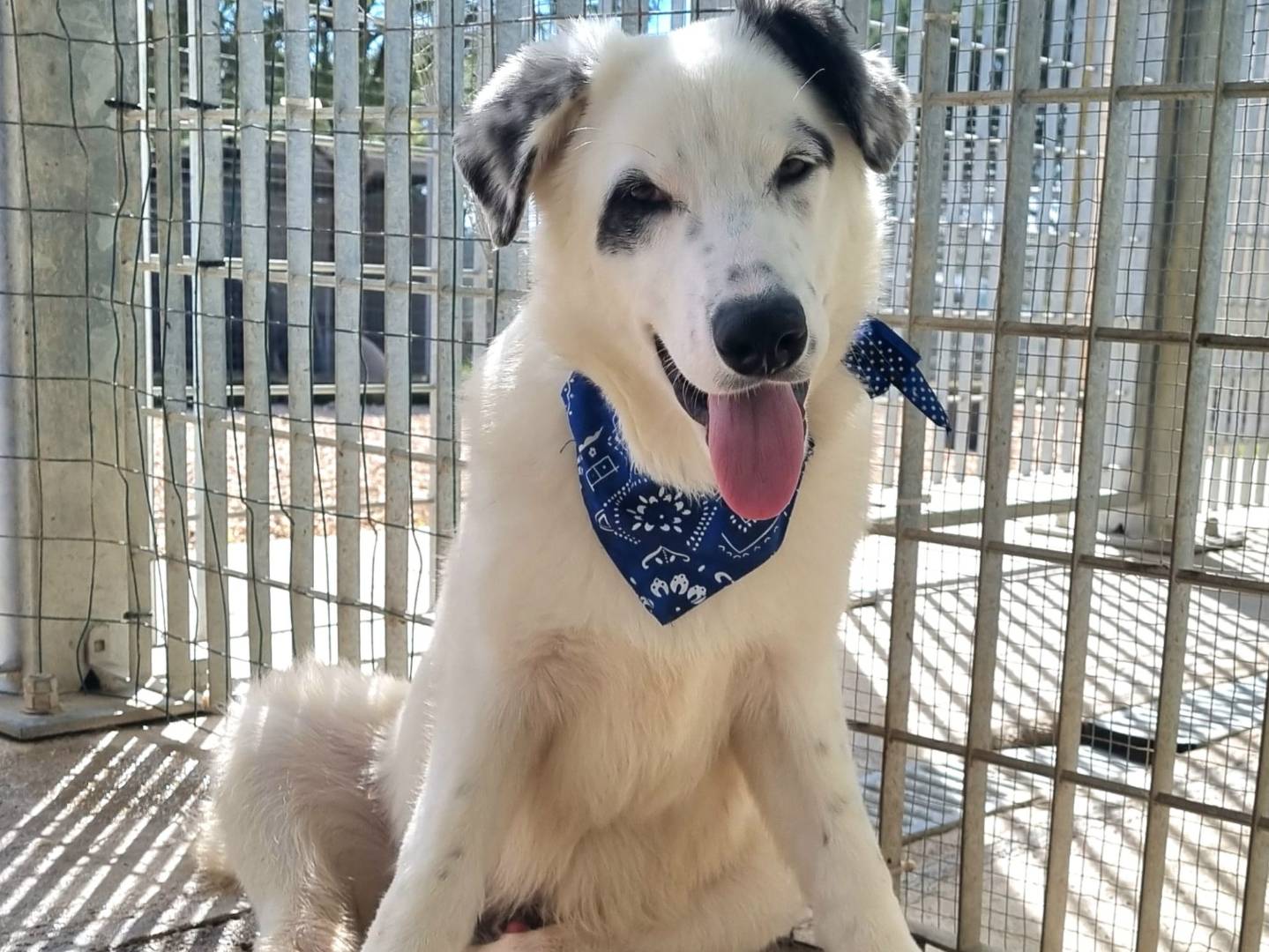 Adotta un cane, maschio, 6 mesi, Taranto