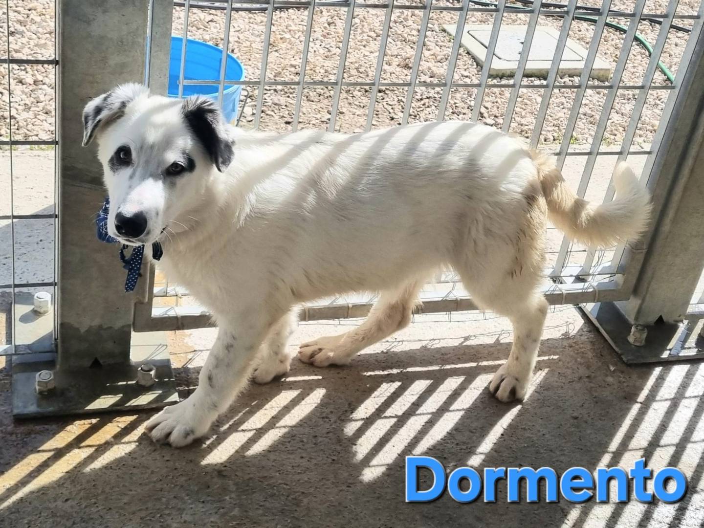 Adotta un cane, taglia media, maschio, Taranto