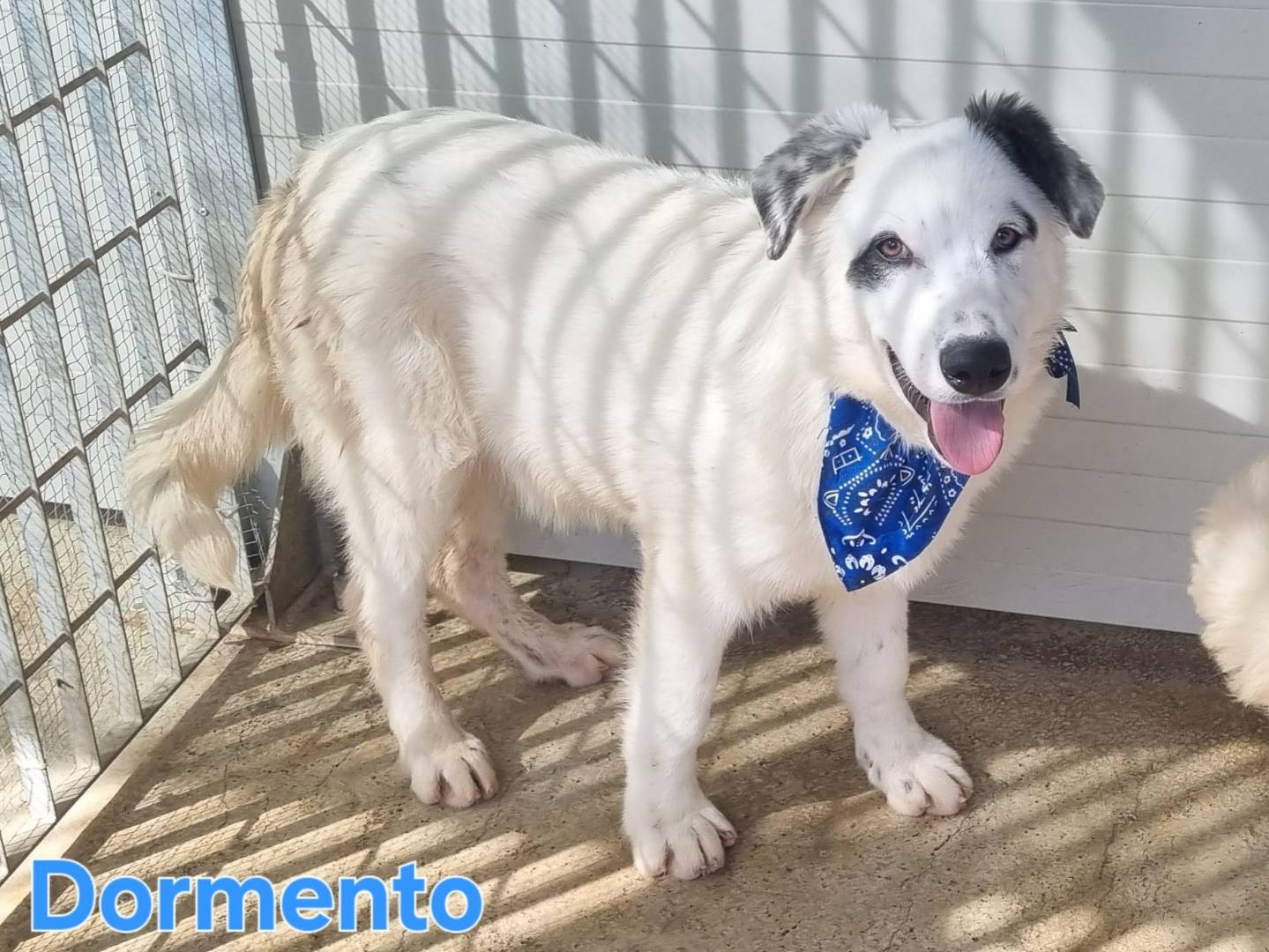 Vuoi adottare un cane a Taranto?