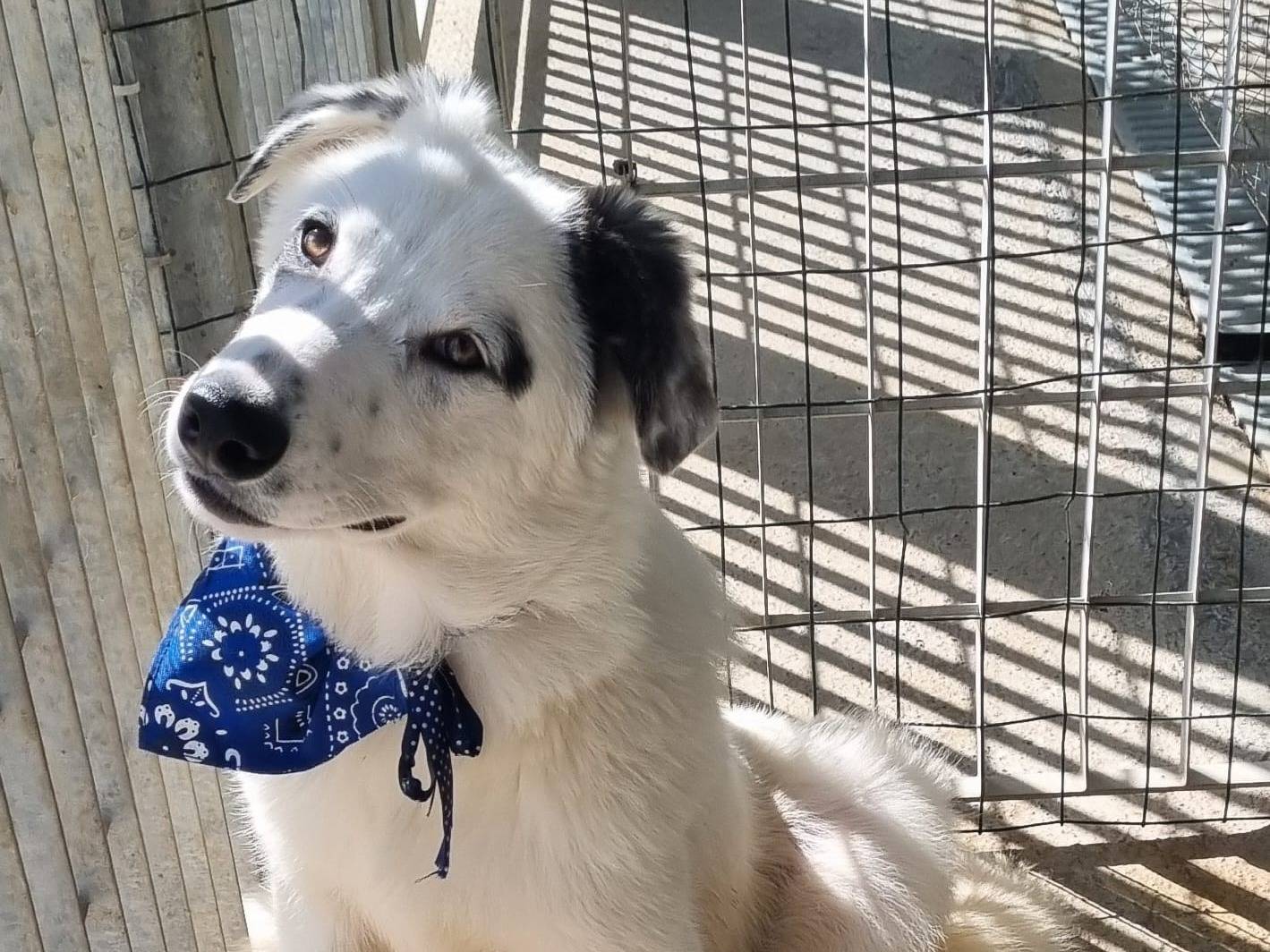 Adotta il cane Dormento a Taranto